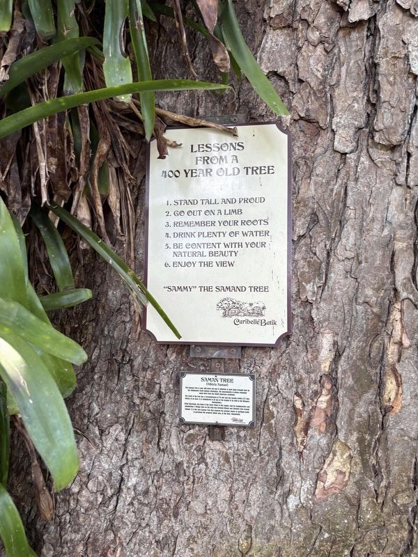 Saman Tree Marker image. Click for full size.