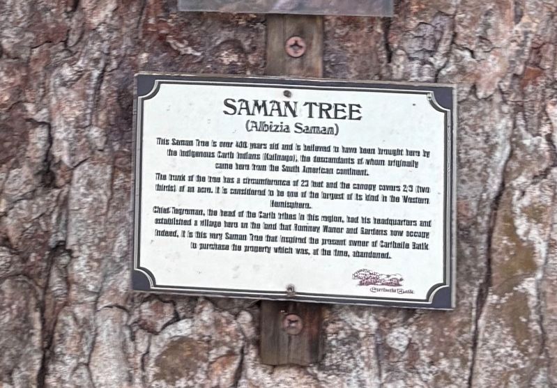 Saman Tree Marker image. Click for full size.