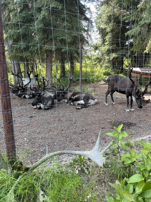 Reindeer. Click for full size. Reindeer image. Click for full size.