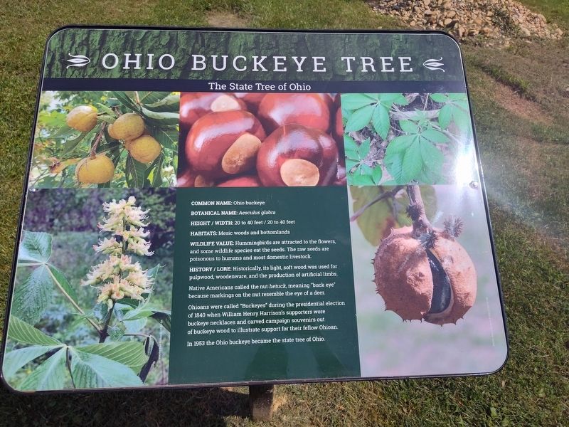 Ohio Buckeye Tree Marker. Click for full size. Ohio Buckeye Tree Marker image. Click for full size.