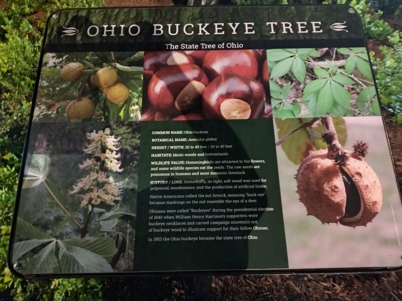 Ohio Buckeye Tree Marker image. Click for full size.