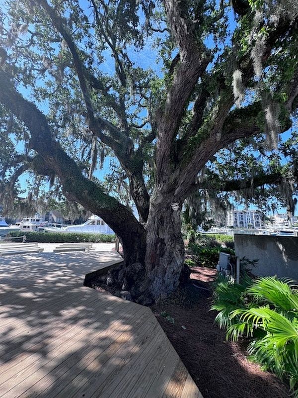 Liberty Oak image. Click for full size.