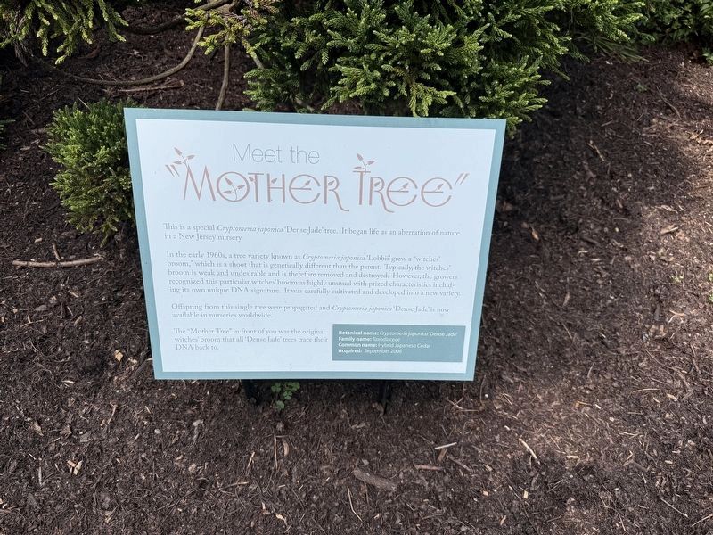 Meet the Mother Tree Marker image. Click for full size.
