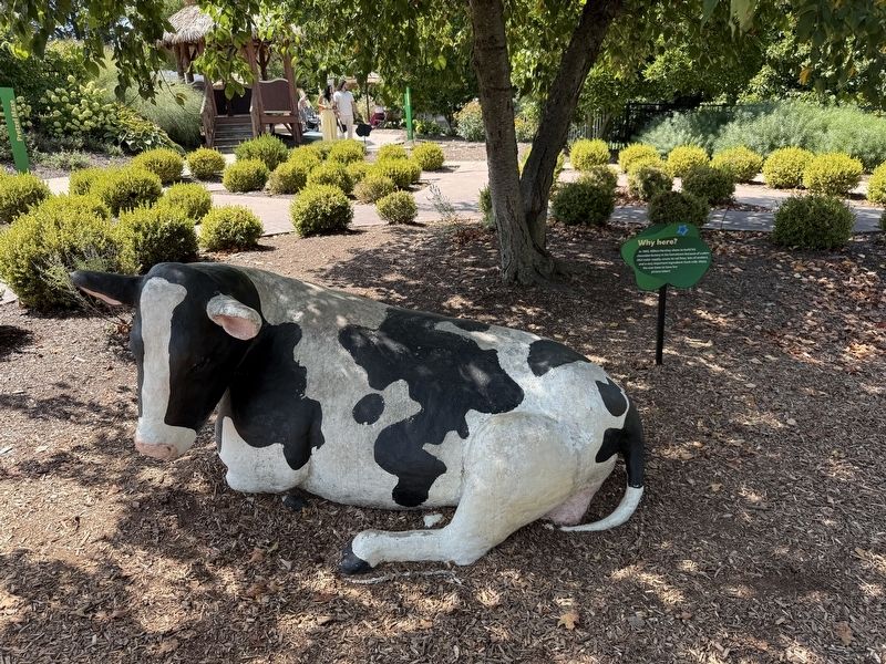Maisy the Cow. Click for full size. Maisy the Cow image. Click for full size.