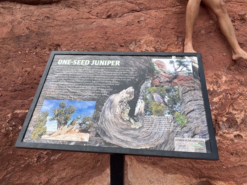 One Seed Juniper Marker image. Click for full size.