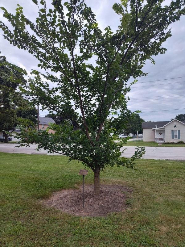Survivor Tree Marker. Click for full size. Survivor Tree Marker image. Click for full size.