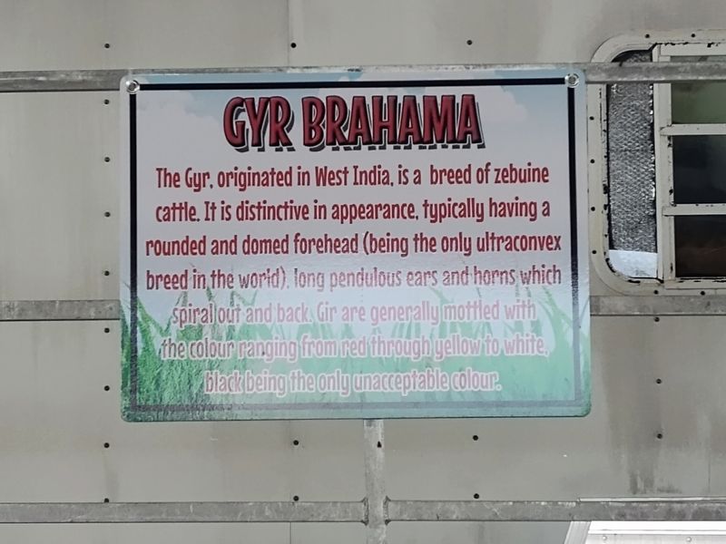 Gyr Brahama Marker image. Click for full size.