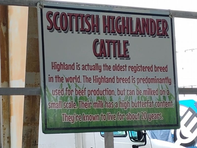 Scottish Highlander Cattle Marker image. Click for full size.