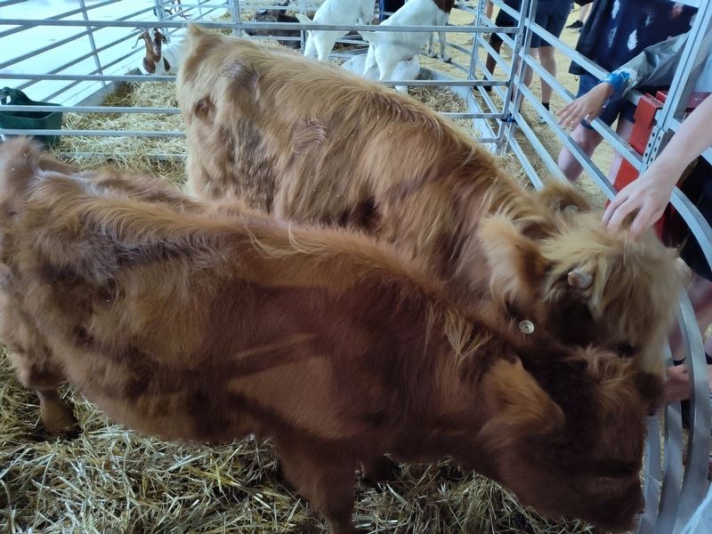 Scottish Highlander Cattle Marker image. Click for full size.