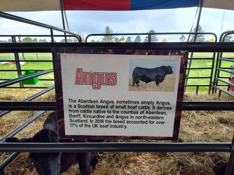 Angus Marker image. Click for full size.