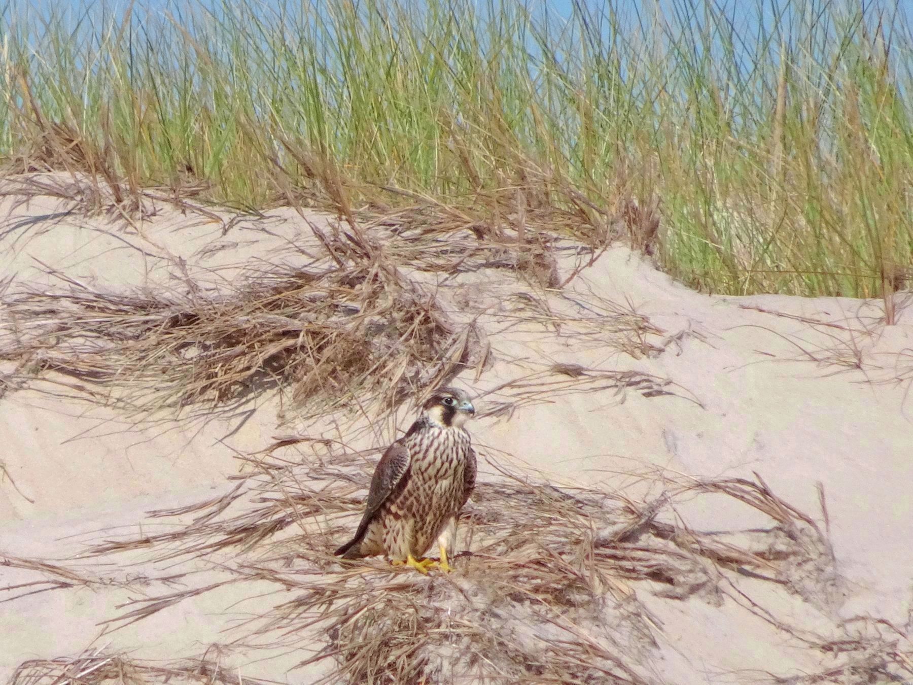 Juvenile Tundra Peregrine Falcon <i>(Falco peregrinus tundrius)</i> on Assateague Island image. Click for full size.