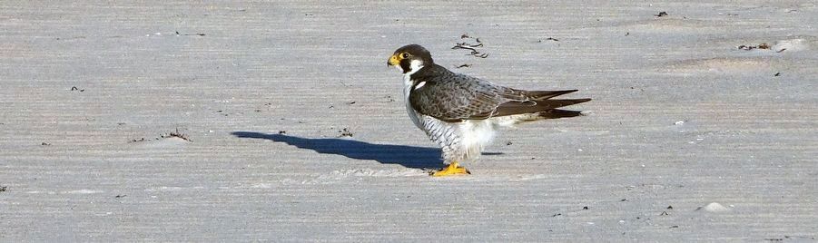 Tundra Peregrine Falcon <i>(Falco peregrinus tundrius)</i> in Adult Plumage on Assateague Island image. Click for full size.