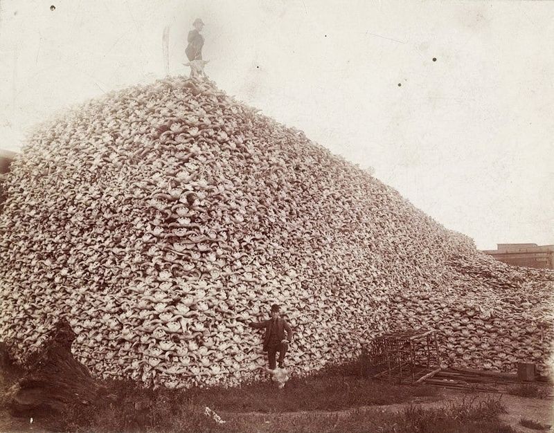 The Buffalo Hunters Work. Click for full size. The Buffalo Hunters Work image. Click for full size.