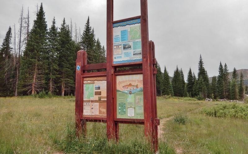 Get to Know your Native Greenback Cutthroat Trout Marker. Click for full size. Get to Know your Native Greenback Cutthroat Trout Marker image. Click for full size.