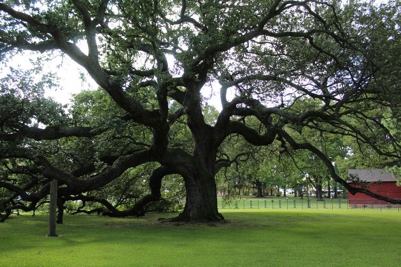 Emancipation Oak. Click for full size. Emancipation Oak image. Click for full size.
