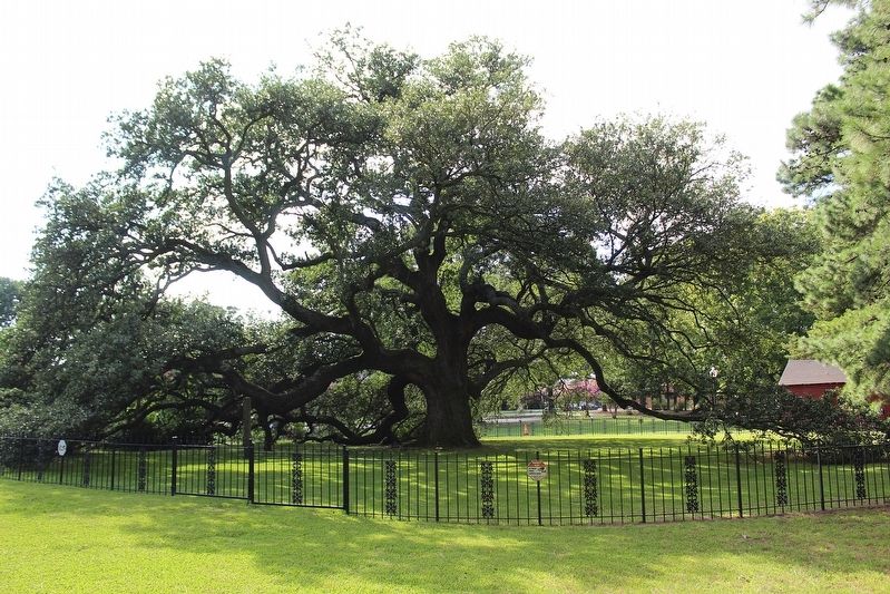 Emancipation Oak. Click for full size. Emancipation Oak image. Click for full size.