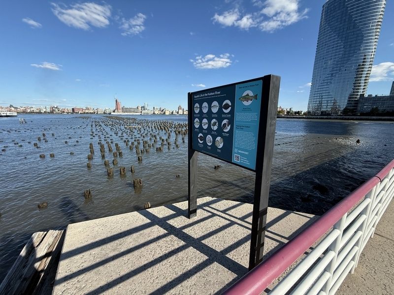 Aquatic Life in the Hudson River Marker. Click for full size. Aquatic Life in the Hudson River Marker image. Click for full size.