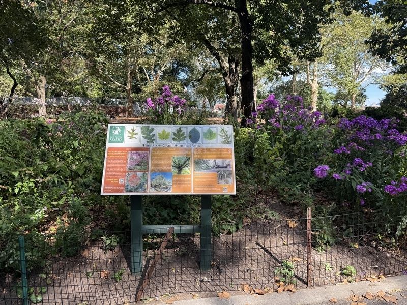 Trees of Carl Schurz Park Marker. Click for full size. Trees of Carl Schurz Park Marker image. Click for full size.