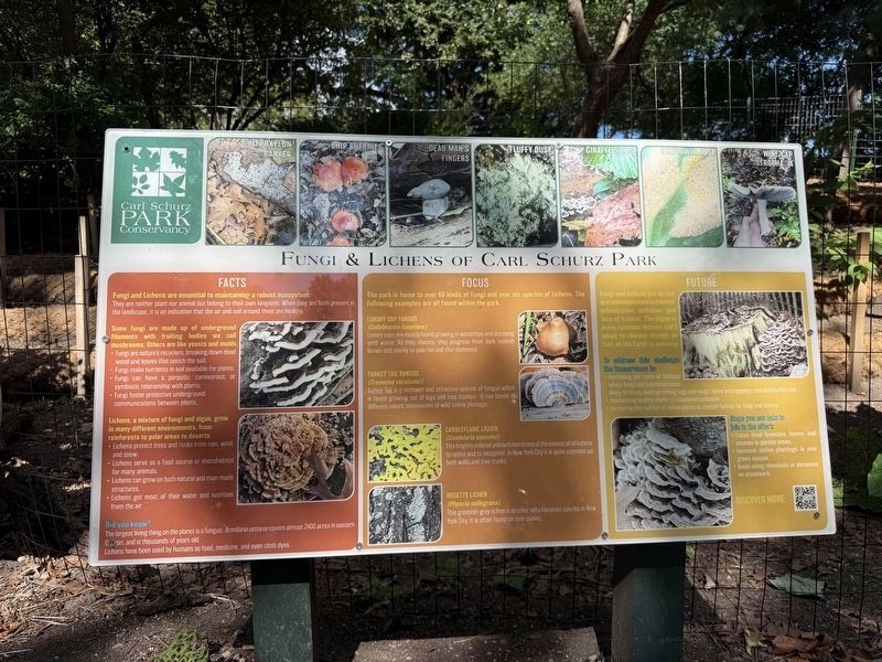 Nearby signage: Fungi & Lichens of Carl Schurz Park image. Click for full size.