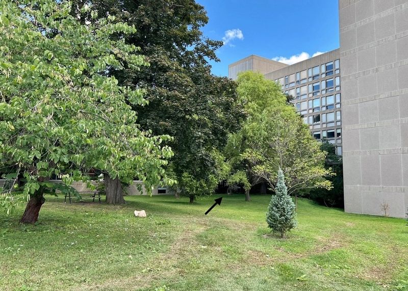 MacKinnon Green (marker is indicated with an arrow). Click for full size. MacKinnon Green (marker is indicated with an arrow) image. Click for full size.