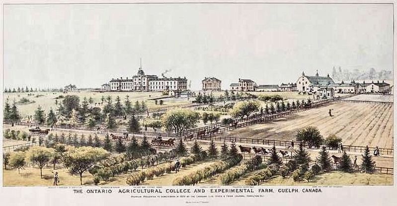 Birds eye view of the Ontario Agricultural College and Experimental Farm, 1889. Click for full size. Birds eye view of the Ontario Agricultural College and Experimental Farm, 1889 image. Click for full size.