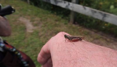 Lake Nipissing Grasshopper. Click for full size. Lake Nipissing Grasshopper image. Click for full size.