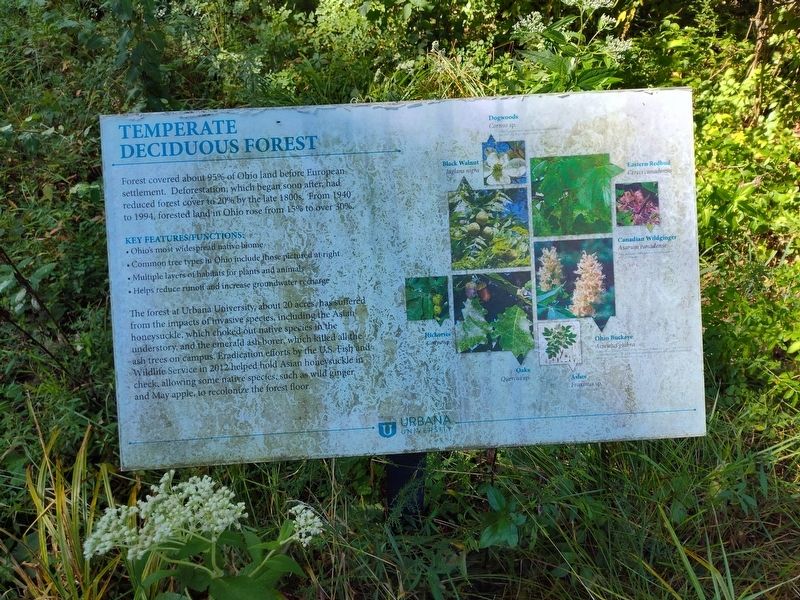 Temperate Deciduous Forest Marker image. Click for full size.