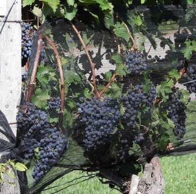 Fancy Grape Vines. Click for full size. Fancy Grape Vines image. Click for full size.