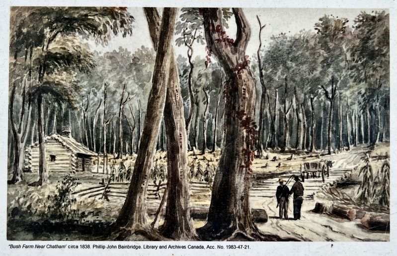 Impact of European Settlement marker illustration and caption detail (left). Click for full size. Impact of European Settlement marker illustration and caption detail (left) image. Click for full size.