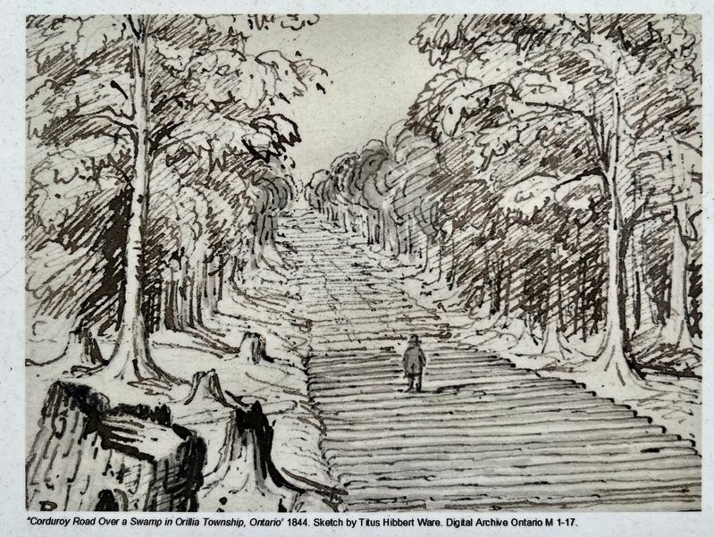 Impact of European Settlement marker illustration and caption detail (right). Click for full size. Impact of European Settlement marker illustration and caption detail (right) image. Click for full size.