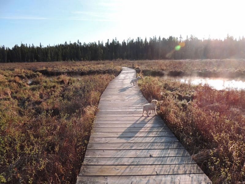 Spruce Bog Boardwalk 1.5 km trail. Click for full size. Spruce Bog Boardwalk 1.5 km trail image. Click for full size.