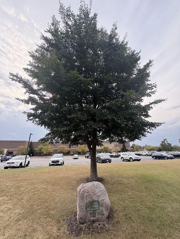 George Washington Elm. Click for full size. George Washington Elm image. Click for full size.