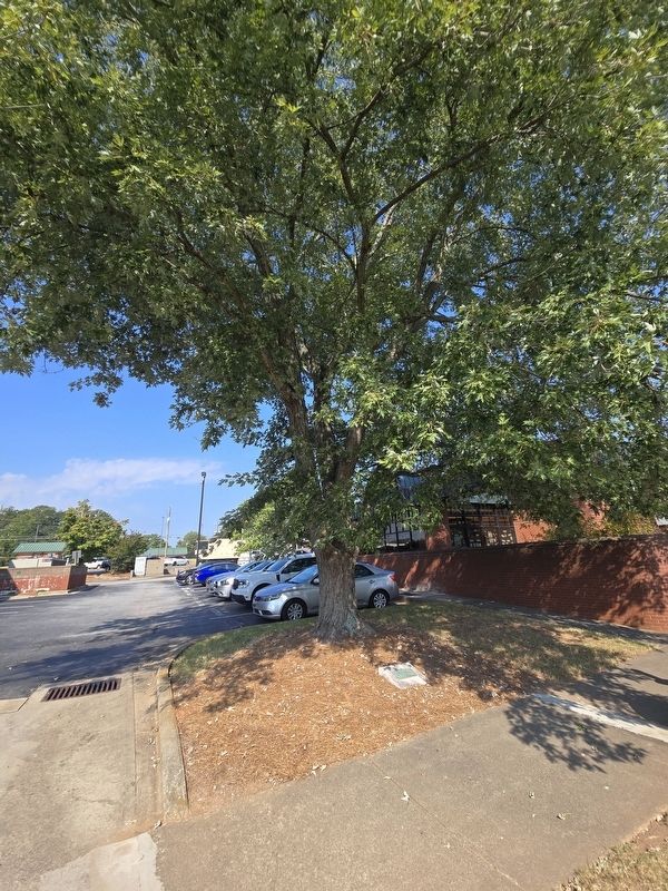The Freedom Tree and Marker, south of College Park Public Library image. Click for full size.