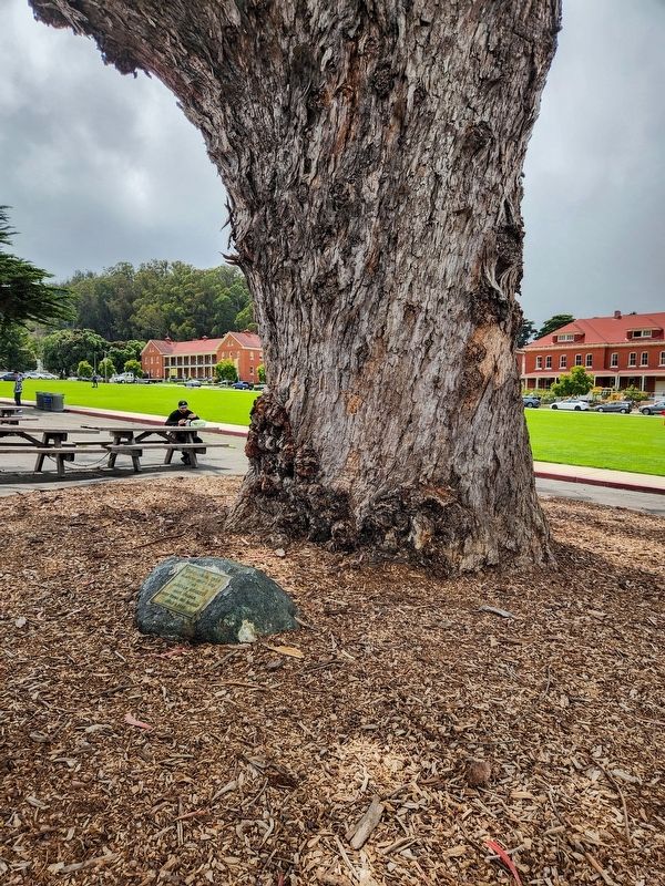 Centennial Tree Marker image. Click for full size.
