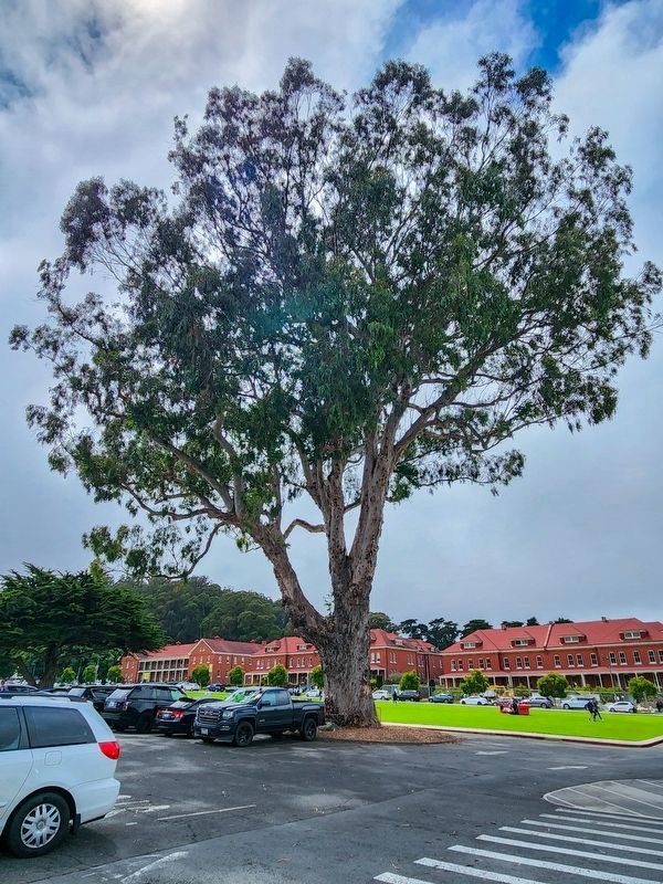 Centennial Tree image. Click for full size.
