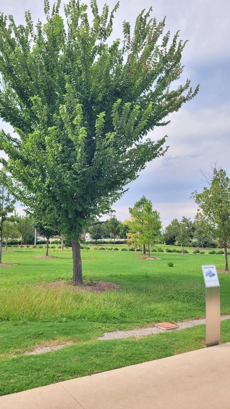 The Survivor Tree and Marker. Click for full size. The Survivor Tree and Marker image. Click for full size.