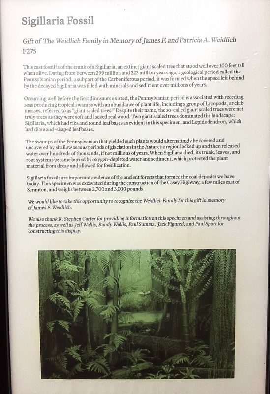 Sigillaria Fossil Marker. Click for full size. Sigillaria Fossil Marker image. Click for full size.