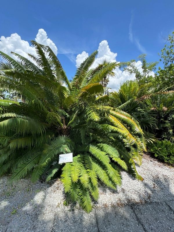 Cycad Garden Marker image. Click for full size.