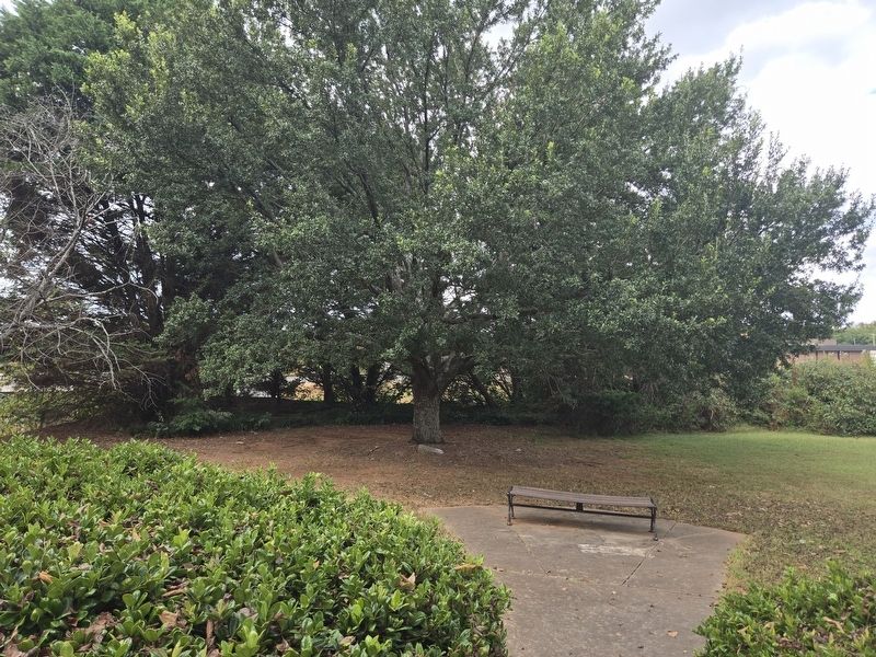 View of Live Oak and Marker near sidewalk entrance off Dave Lyle Boulevard. Click for full size. View of Live Oak and Marker near sidewalk entrance off Dave Lyle Boulevard image. Click for full size.