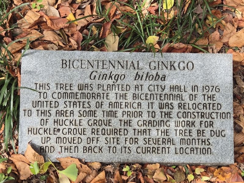 Bicentennial Ginkgo Marker. Click for full size. Bicentennial Ginkgo Marker image. Click for full size.