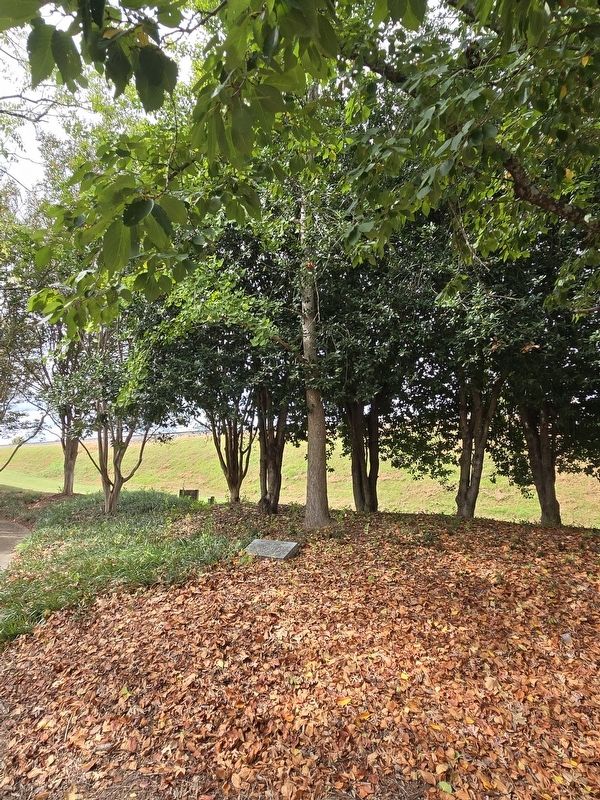 Bicentennial Ginkgo tree and Marker. Click for full size. Bicentennial Ginkgo tree and Marker image. Click for full size.