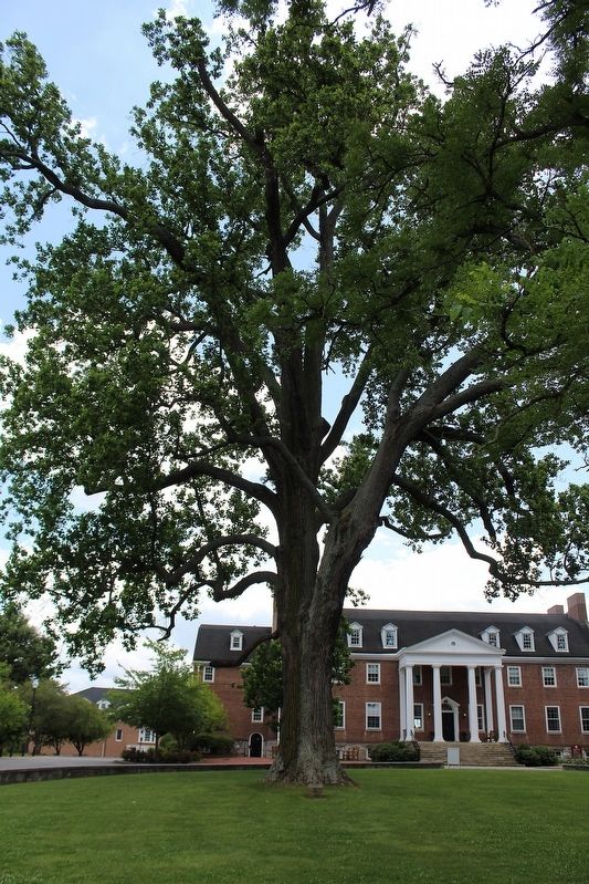 The Poplar Tree image. Click for full size.