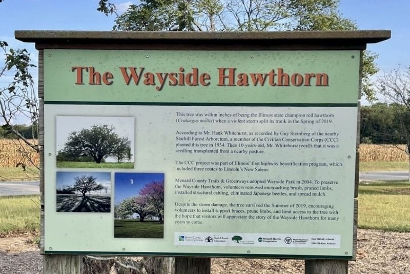 The Wayside Hawthorn Marker. Click for full size. The Wayside Hawthorn Marker image. Click for full size.