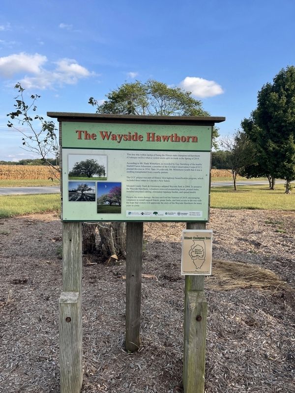 The Wayside Hawthorn Marker. Click for full size. The Wayside Hawthorn Marker image. Click for full size.