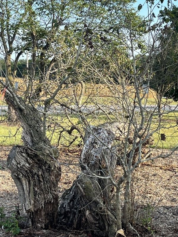 The Wayside Hawthorn Marker. Click for full size. The Wayside Hawthorn Marker image. Click for full size.