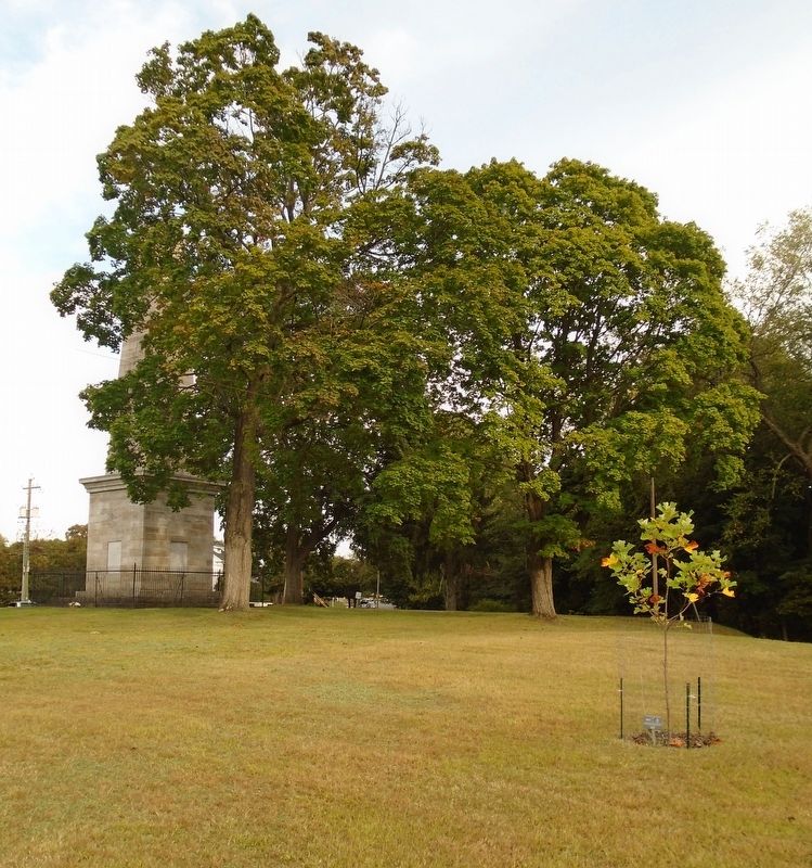 Luzerne County Liberty Tree and Marker image. Click for full size.