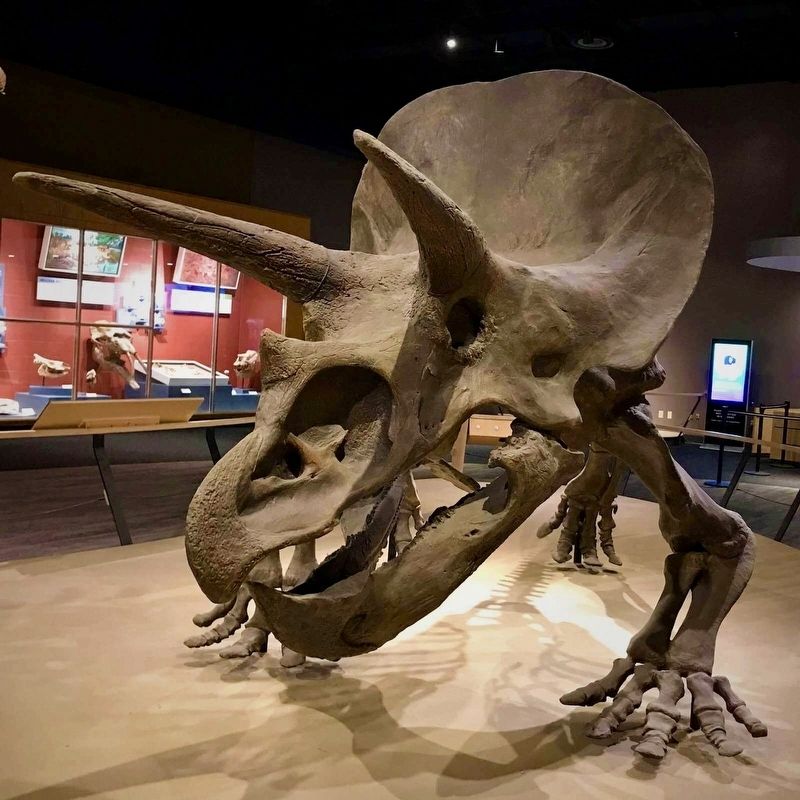 Triceratops. Click for full size. Triceratops image. Click for full size.