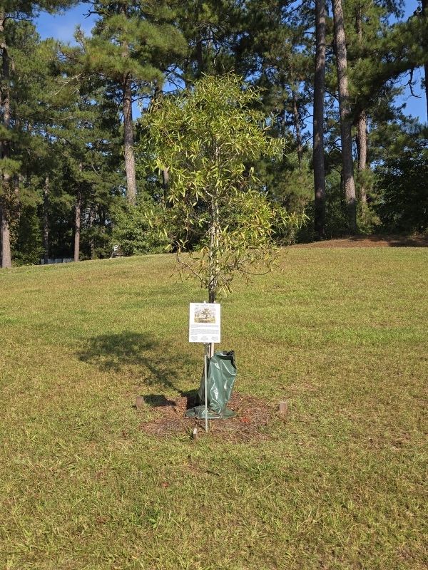The Liberty Tree and Marker image. Click for full size.