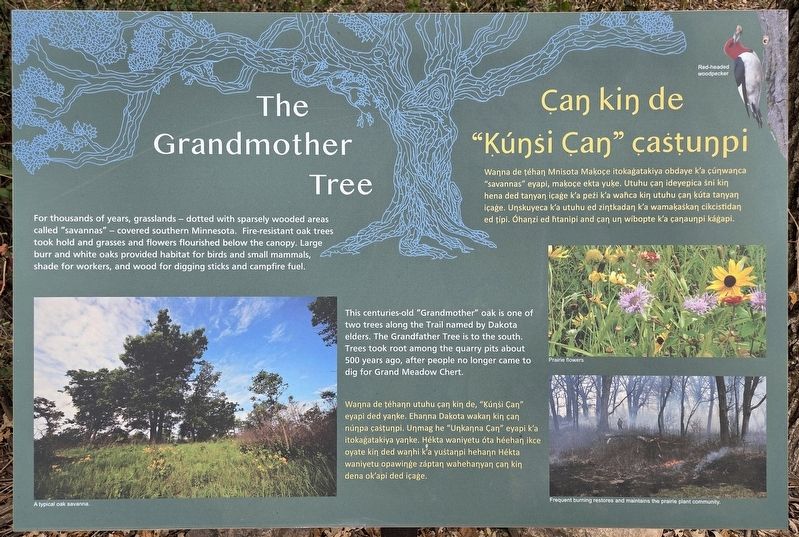 The Grandmother Tree Marker. Click for full size. The Grandmother Tree Marker image. Click for full size.