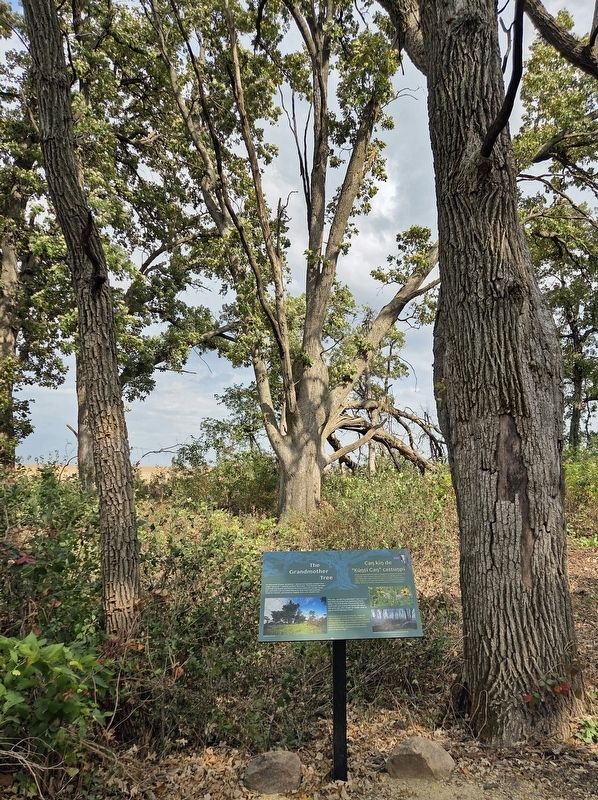 The Grandmother Tree and Marker. Click for full size. The Grandmother Tree and Marker image. Click for full size.